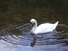 Rond dans l'eau