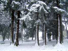 Sous-bois neigeux