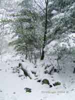 Rondins de sapins sous la neige