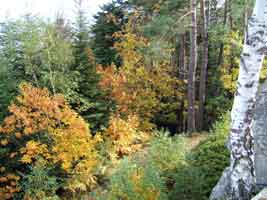 feuillages et couleurs