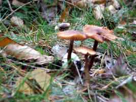 Des champignons