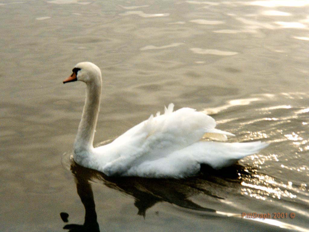 Cygne