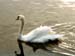 Cygne